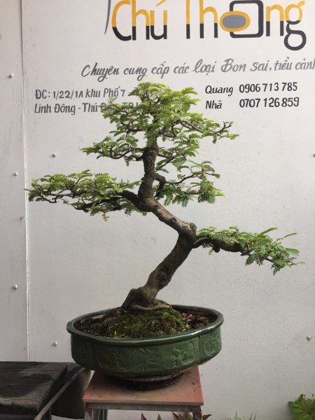 Cây bonsai - Bonsai Chu Thoong